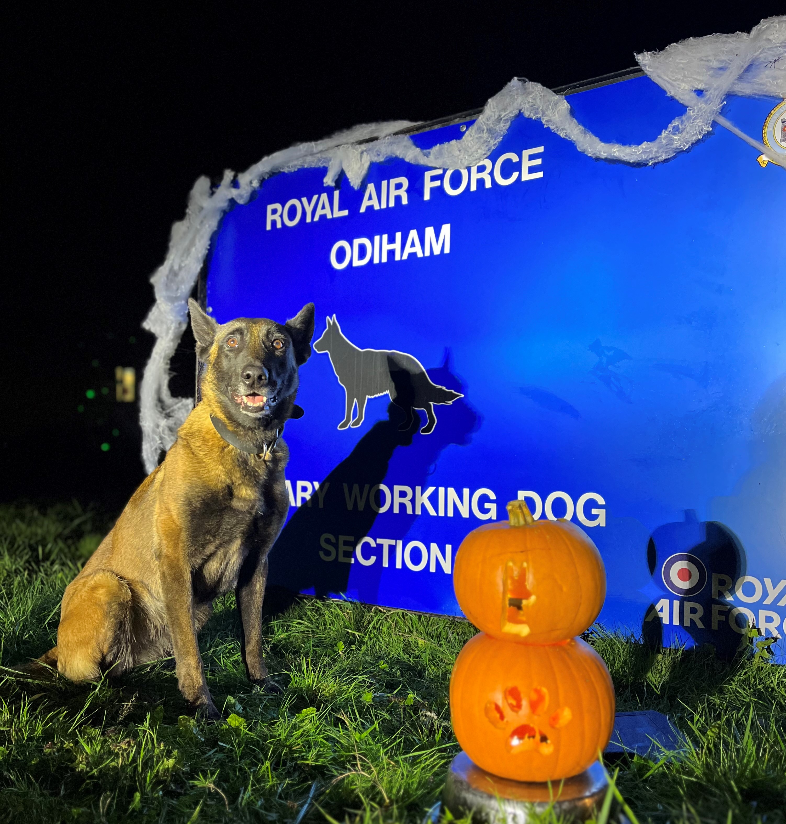 Image shows Military Working Dog sitting by a sign for RAF Odiham and pumpkins.