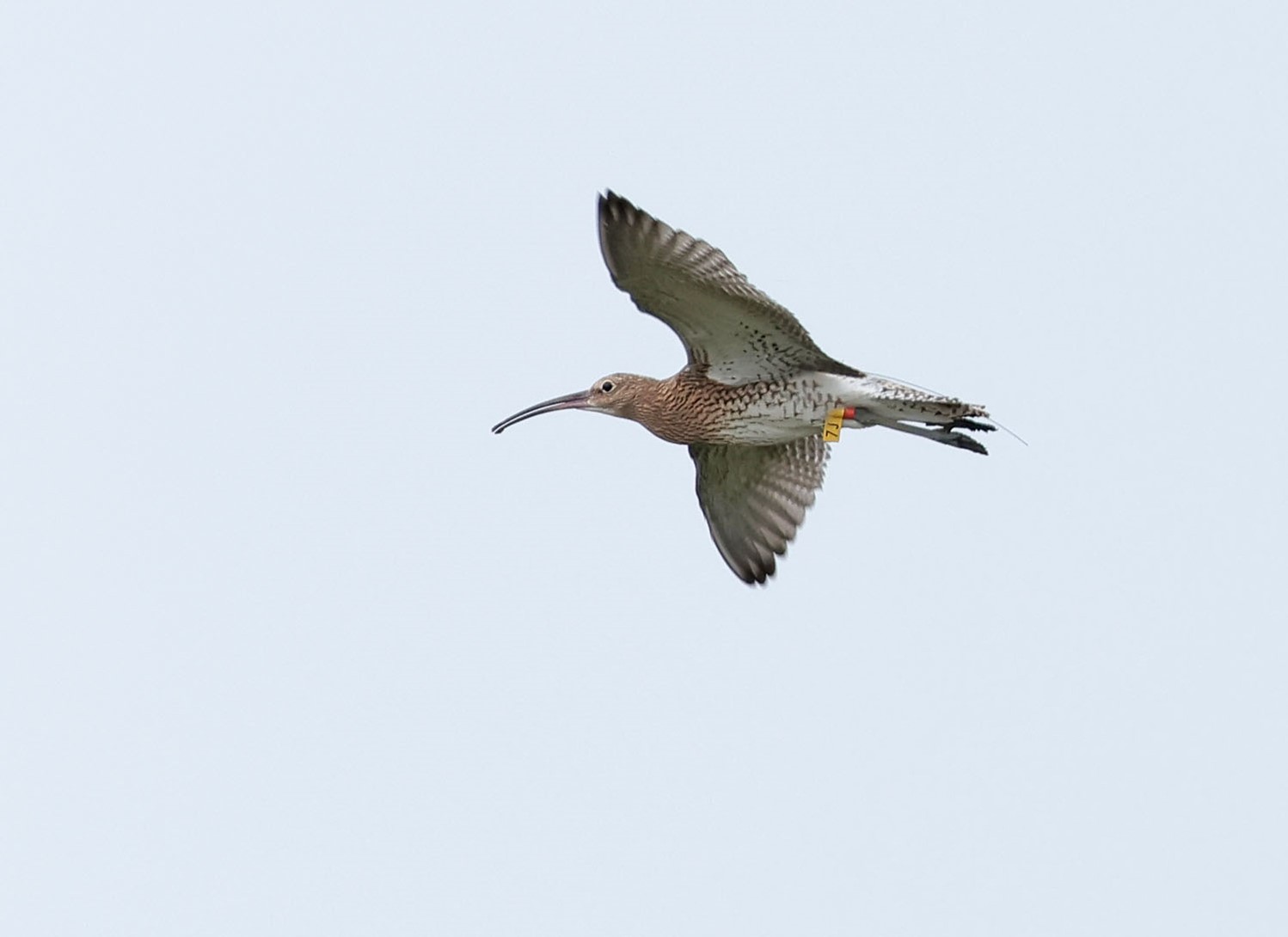 Image shows a Eurasian Curlew, a small brown bird with a distinctively long beak thin beak, in flight.