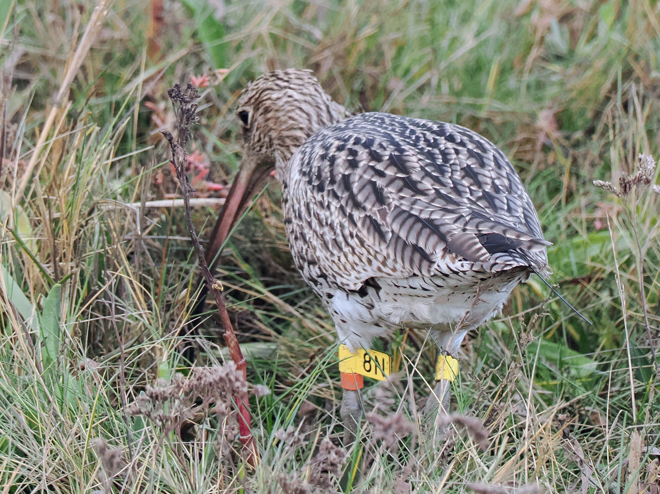 Image shows a Eurasian Curlew, a small brown bird with a distinctively long beak thin beak, walking in grassland.