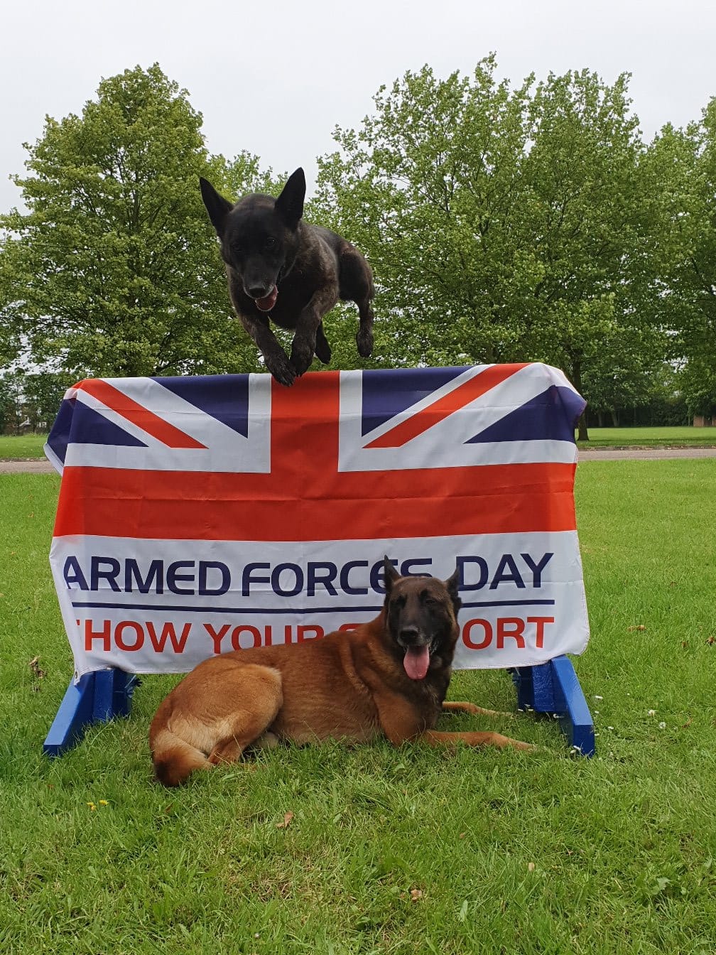 Military working dog jumps over Armed Forces flag.