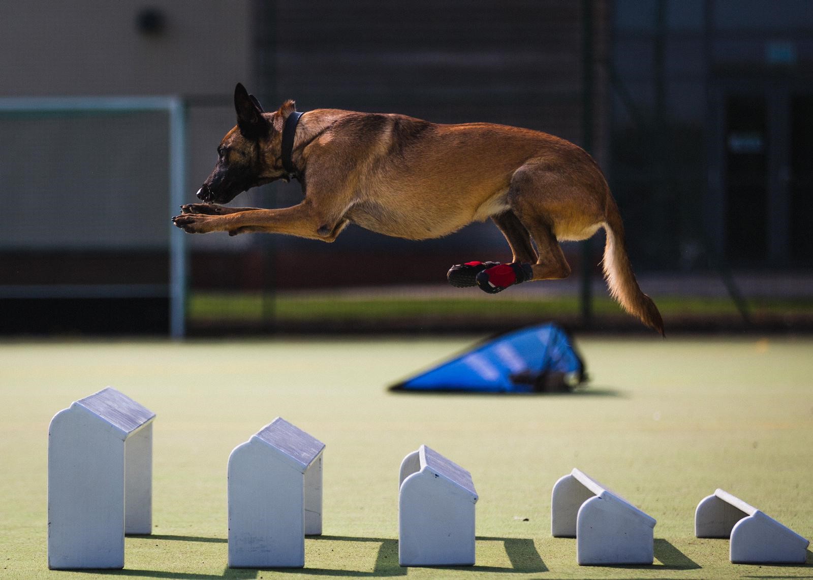 Dog leaping over obstacle course.