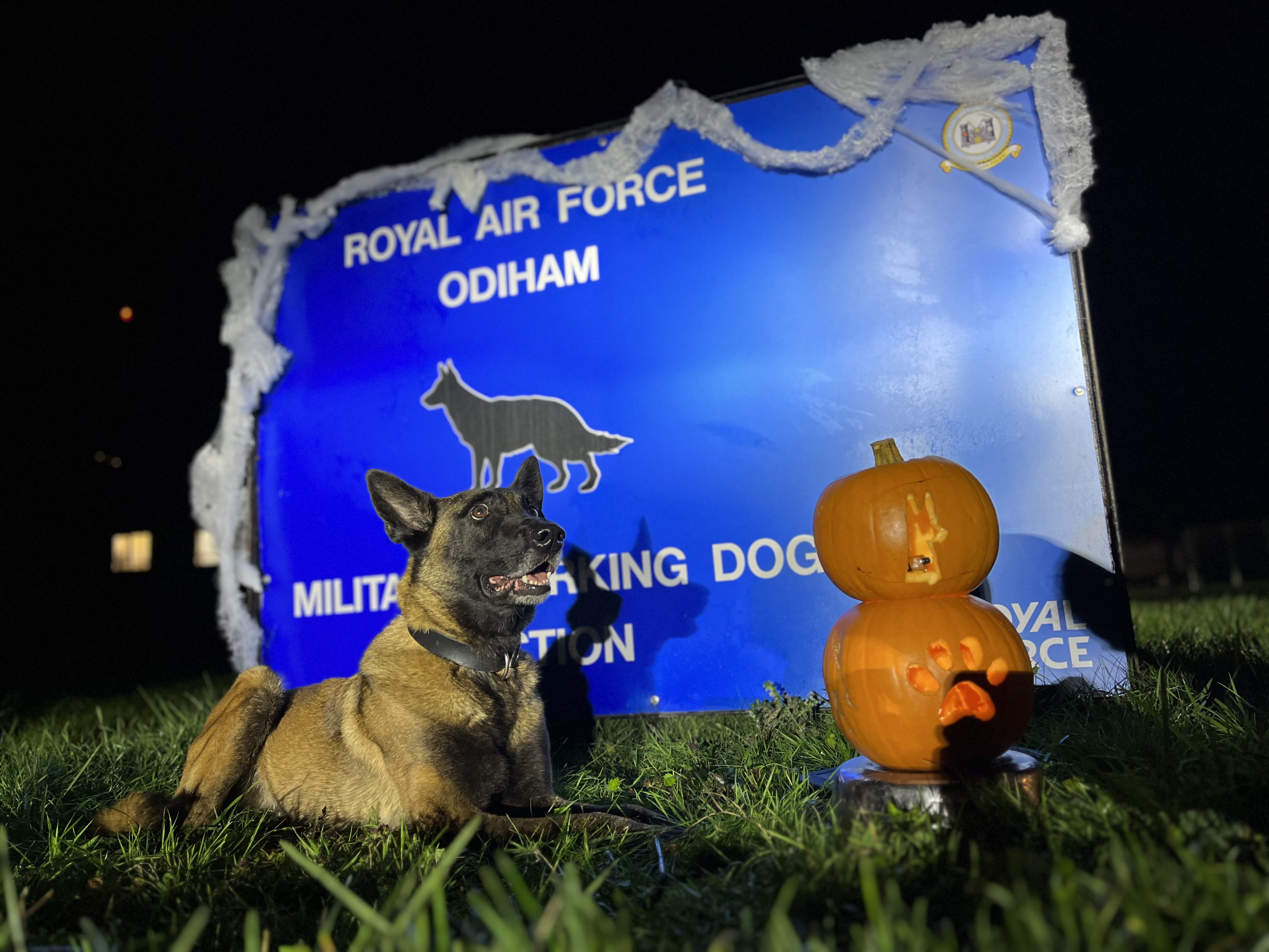 Image shows Military Working Dog sitting by a sign for RAF Odiham and pumpkins.