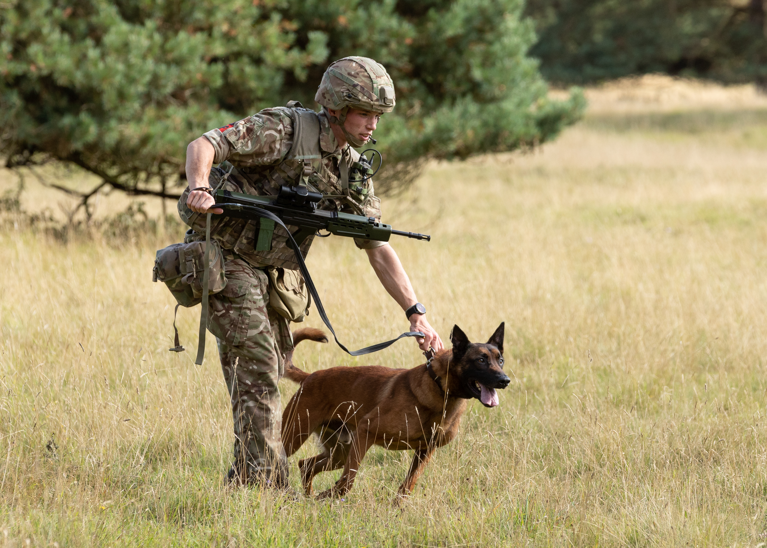 Image shows RAF dog handler with Military Working Dog in a field.