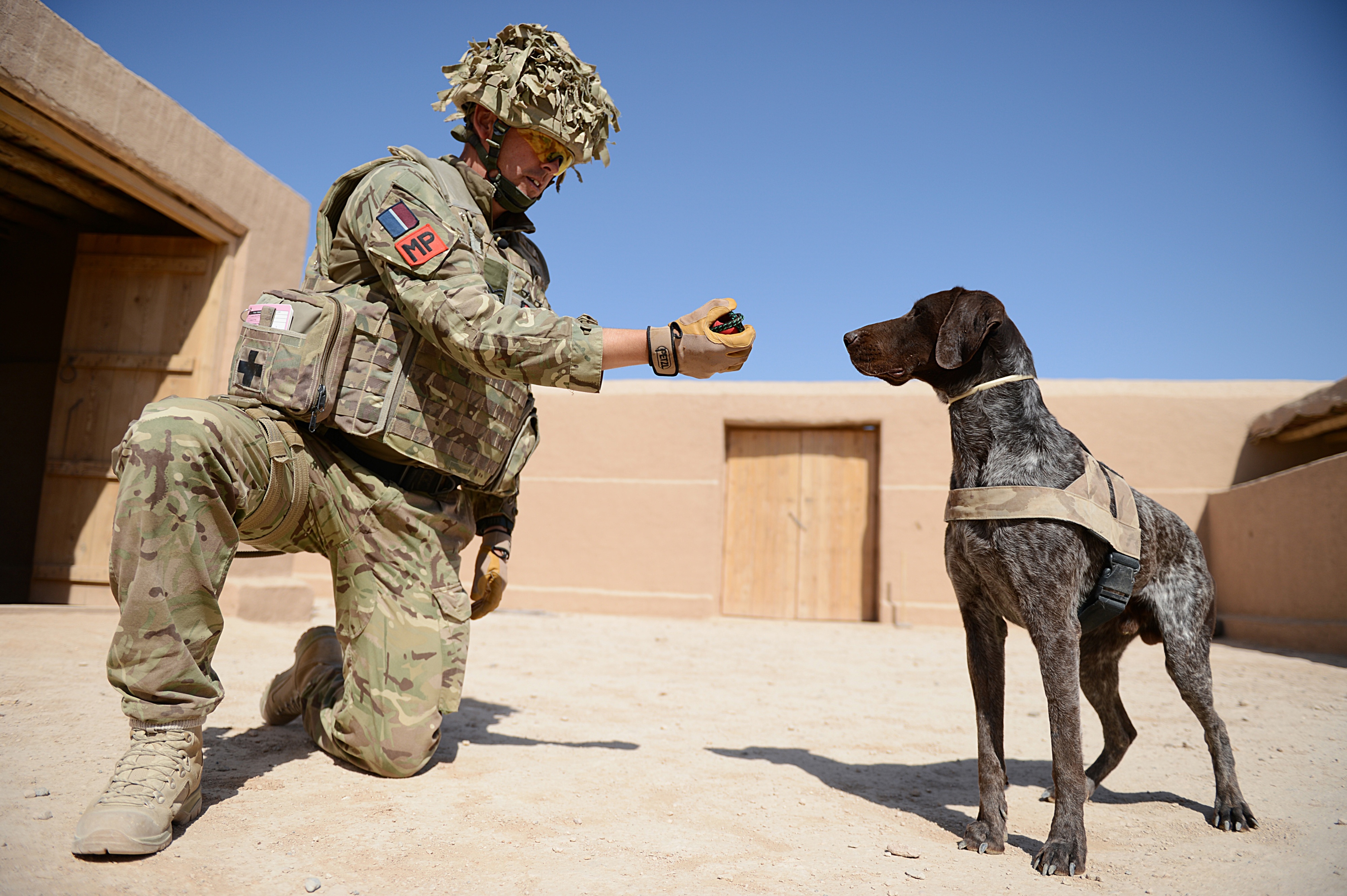 RAF Policeman holds out hand to military working dog.