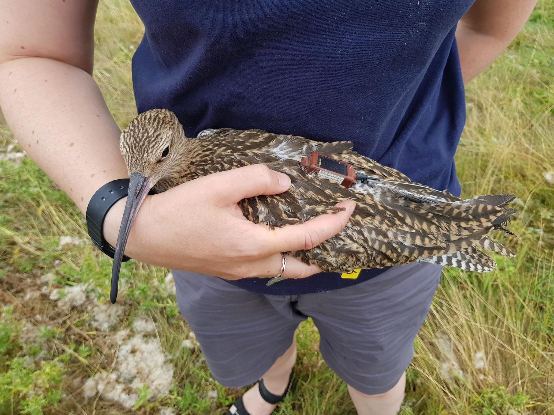 Image shows a civilian holding a Eurasian Curlew, a small brown bird with a distinctively long beak thin beak, with a GPS tracking tag on its back.