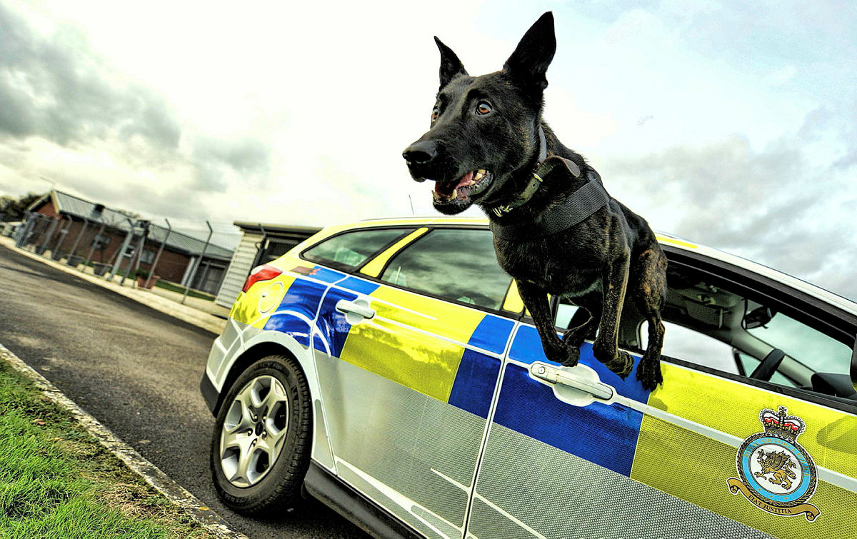 Military working dog leaps out of RAF Police car.
