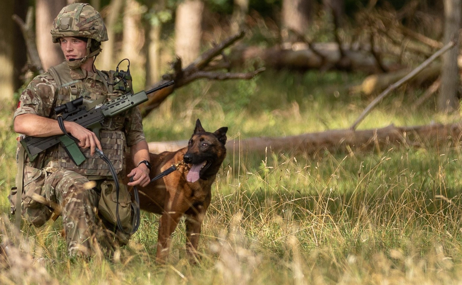 Image shows RAF Regiment and Military Working Dog in field. 