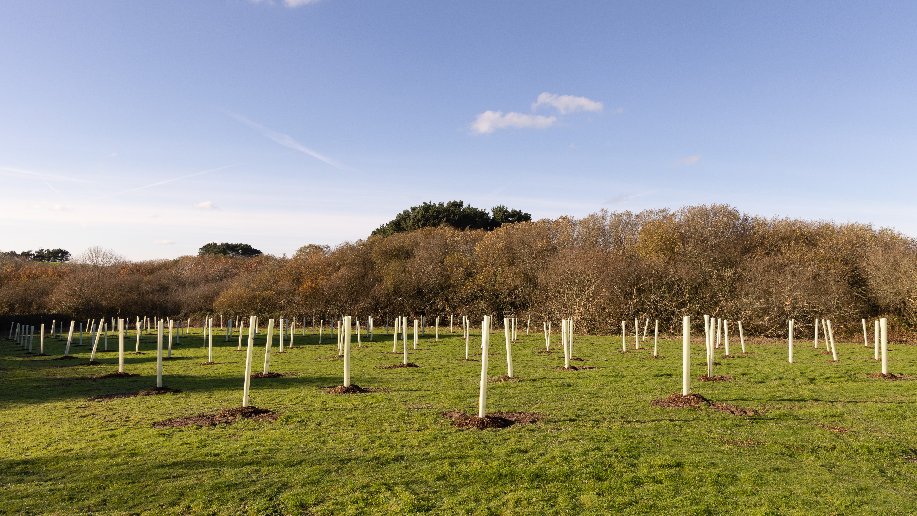Image shows young trees planted in orchard.