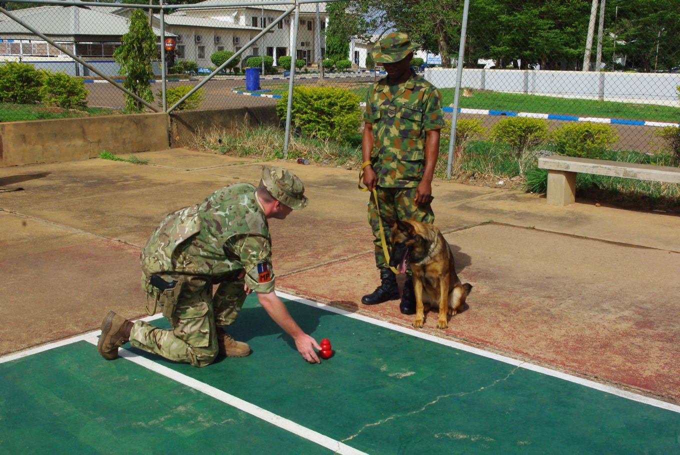 military-dog-training