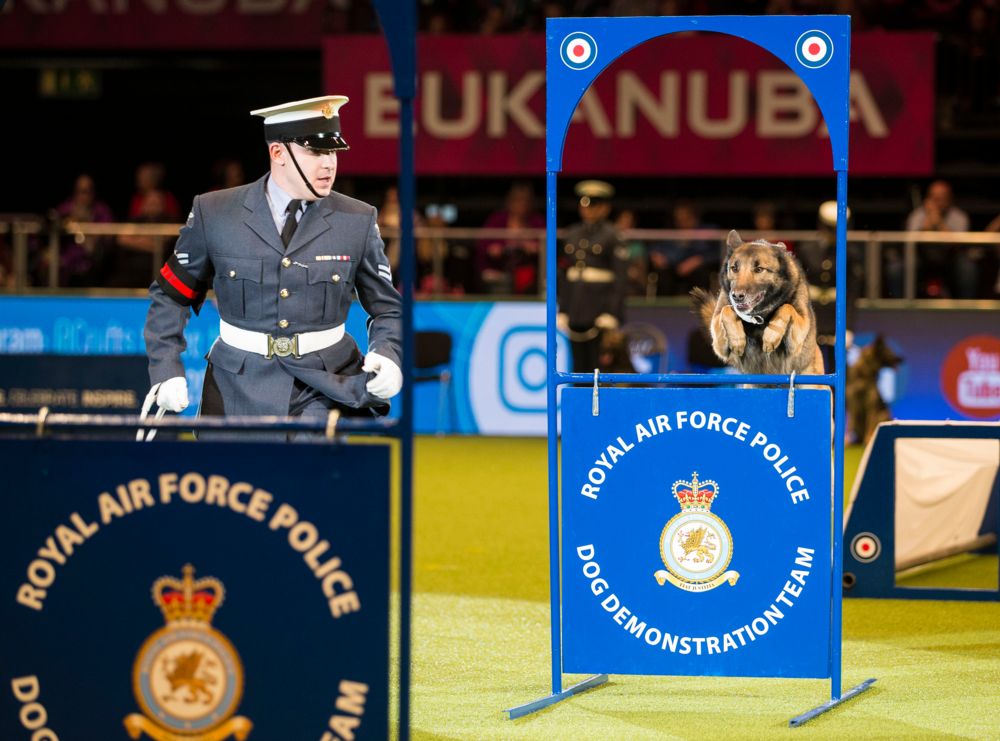 royal air force police dog demonstration team at crufts 2018