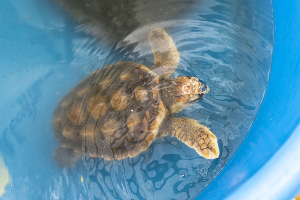 Turtle swimming in water enclosure