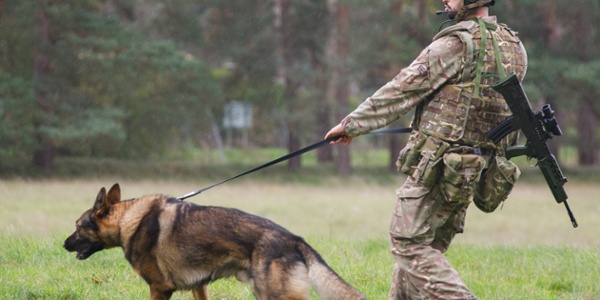 RAF Police Military Working Dog Trials 2023 | Royal Air Force